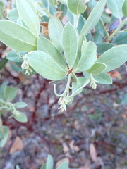 Arctostaphylos columbiana