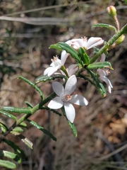 Philotheca hispidula