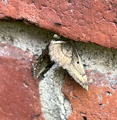 Larentiinae