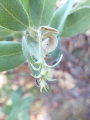 Arctostaphylos columbiana