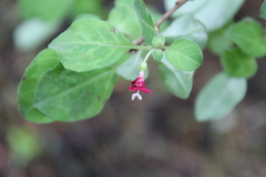Fuchsia thymifolia