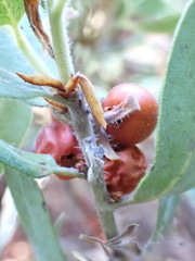 Arctostaphylos columbiana