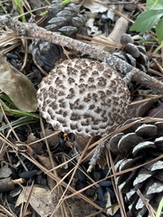 Strobilomyces