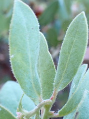 Arctostaphylos columbiana