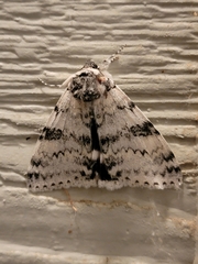 Catocala relicta