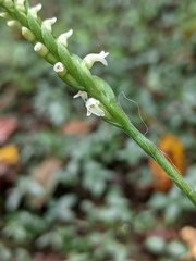 Spiranthes ovalis