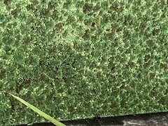 Azolla