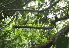 Basileuterus delattrii