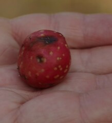 Amphibolips quercusjuglans