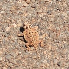 Phrynosoma cornutum