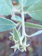 Arctostaphylos columbiana