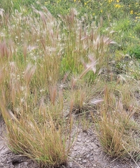 Hordeum jubatum
