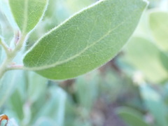 Arctostaphylos columbiana