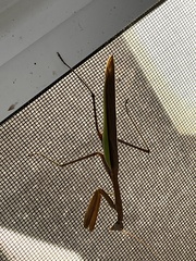 Tenodera angustipennis