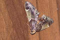 Pyralis farinalis