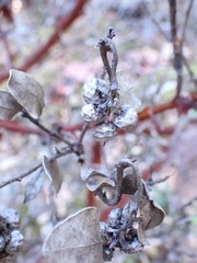 Arctostaphylos columbiana