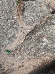 Cicindela sexguttata