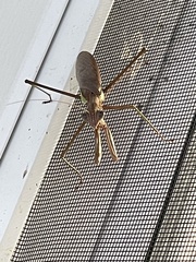 Tenodera angustipennis