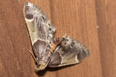 Pyralis farinalis