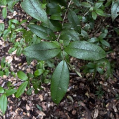 Myrceugenia planipes