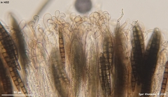 Geoglossum umbratile