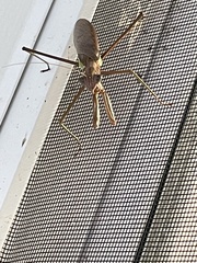 Tenodera angustipennis