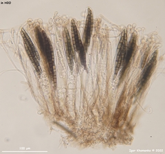 Geoglossum umbratile