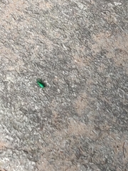 Cicindela sexguttata