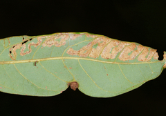 Phyllocnistis