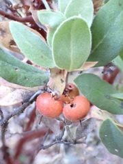 Arctostaphylos columbiana