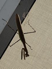 Tenodera angustipennis