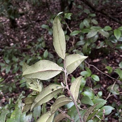 Myrceugenia planipes