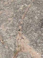 Cicindela sexguttata