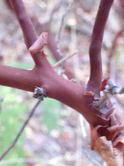 Arctostaphylos columbiana