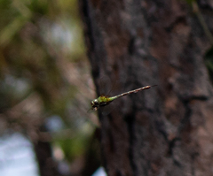 Coryphaeschna adnexa