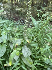 Teucrium canadense