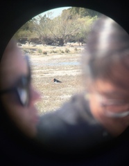 Haematopus palliatus