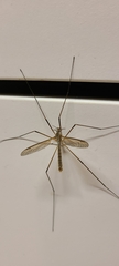 Tipula