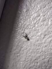 Metaphidippus siticulosus