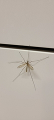 Tipula