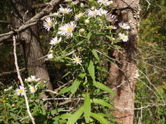 Symphyotrichum firmum