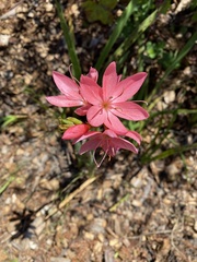 Hesperantha