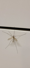 Tipula