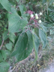 Cornus drummondii