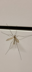 Tipula