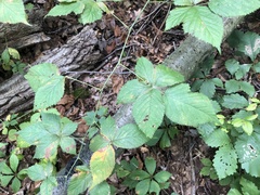 Rubus frondosus
