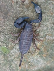 Hormurus