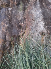 Cladium mariscus
