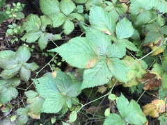 Rubus frondosus