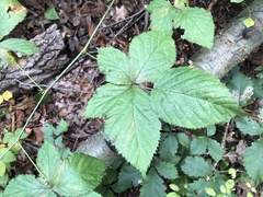 Rubus frondosus